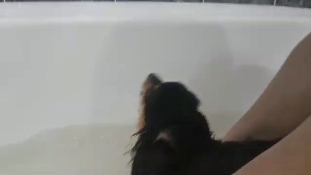 Грязный шпиц Томас не хочет мыться. Купание шпица. смотреть онлайн