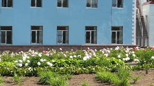 Прогулка по Ботаническому саду. Часть 3. Пионарий смотреть онлайн