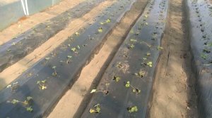 Посадка саженцев клубники Клери!!Финальный этап