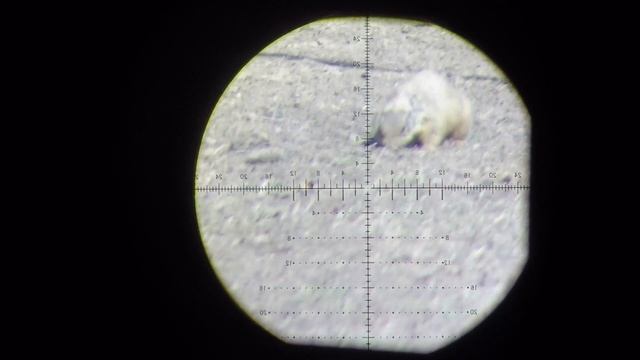 Hunting with an FX IMPACT MKII. Shooting prairie dogs with the .30 cal 700mm w/slug liner 55gn NSA. смотреть онлайн