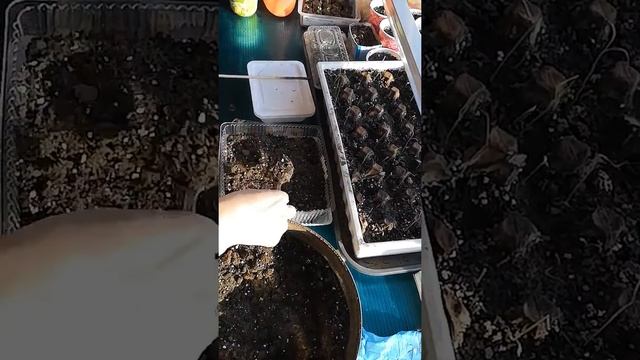 Сеем семена лук барон