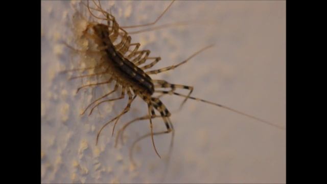 House Centipede, Scutigera coleoptrata смотреть онлайн