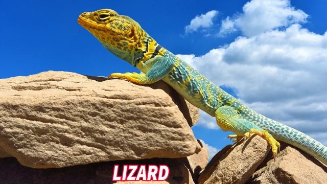 Reptiles & Amphibians Name In English With Pictures