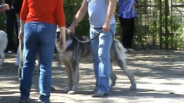 Алабай кобель загадочного окраса. смотреть онлайн