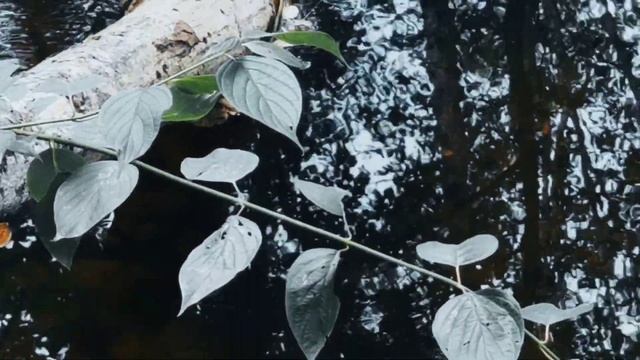 VID 20220830 051936 Родная деревня (Н. Рубцов)...Павел Васильев Лахтинский смотреть онлайн