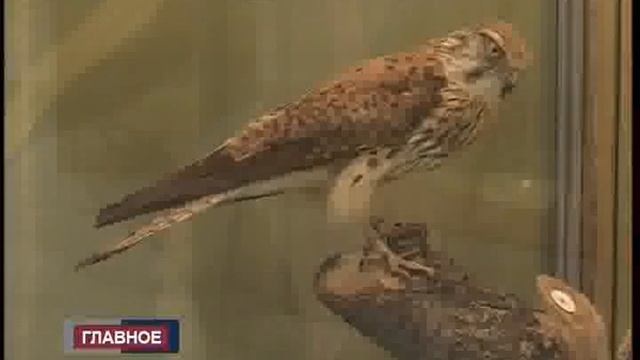 СЮЖЕТ ДЕНЬ МУЗЕЕВ смотреть онлайн