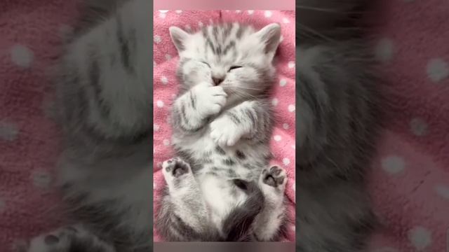 Малыш😻 смотреть онлайн
