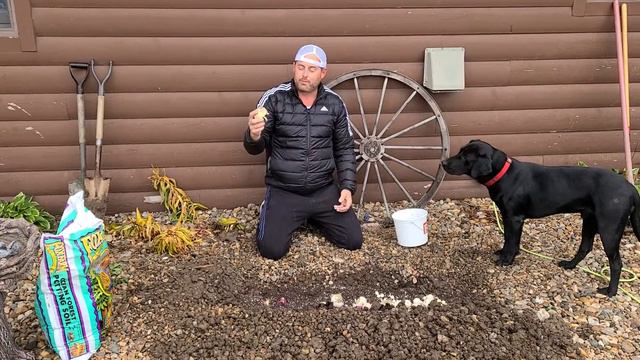 Fall Bulbs. Planting Allium and Hyacinth Bulbs смотреть онлайн