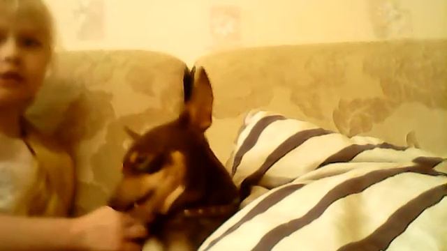 Как одеть ошейник собаке смотреть онлайн