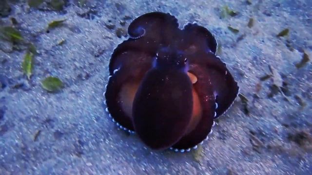 Қазақша Балықтар мен теңіз жануарлары Кит, Акула, Сегізаяқ(Морские обитатели) смотреть онлайн