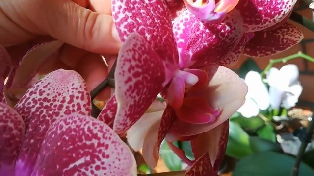 ПРОДОЛЖИТЕЛЬНОСТЬ ЦВЕТЕНИЯ ОРХИДЕЙ. ГОЛДЕН БРИК. АЗИАТСКИЙ ДРАКОН. МИКИ САКУРА. САЛЮТ. смотреть онлайн