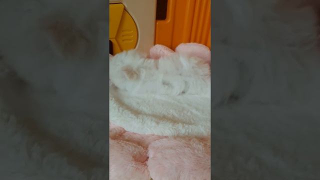 Микро мальчик Мальтезе. Продажа.( 967 231 74 57) Москва. смотреть онлайн