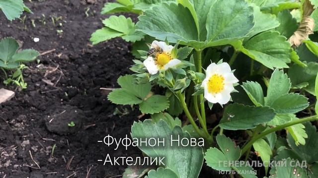 Всего 1 раз посыпать этим Клубнику Осенью чтобы Ягод было немерено на следующий год! смотреть онлайн