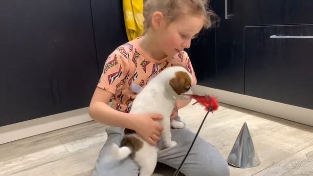 Продаётся щенок Джек рассел терьера - кобель Вулкан смотреть онлайн