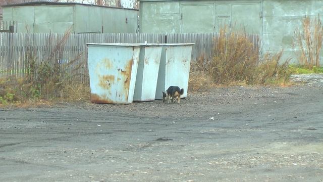 В Шипуновских дворах строят площадки для мусорный контейнеров смотреть онлайн