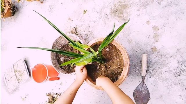 HOW TO GROW PANDAN PLANT//EASY WAY TO GROW PANDAN PLANT FROOM CUTTING//Nutshell Life смотреть онлайн