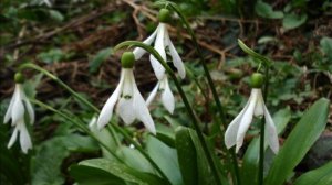 ✿Первоцвет Подснежник(Галантус):виды подснежников,описание,посадка и уход за первоцветом в саду✿