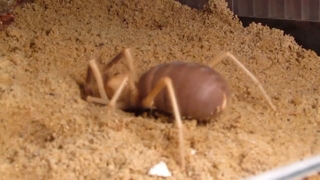 Solifugae spp. starting to dig hole :-) смотреть онлайн