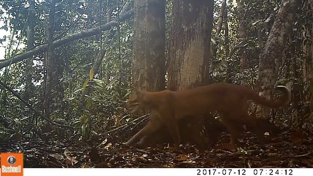 Asiatic Golden Cat (Catopuma temminckii) смотреть онлайн