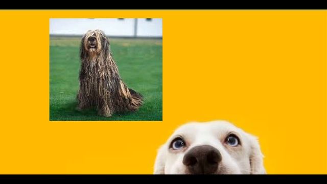 Топ 6 экзотических пород собак смотреть онлайн