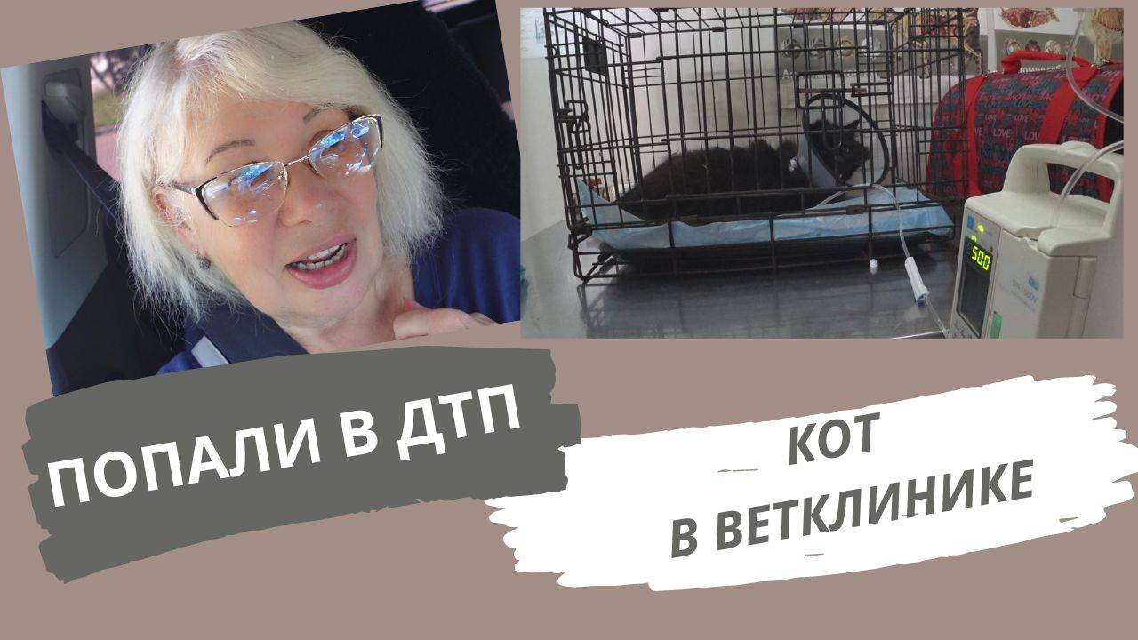 Кота Мишку везем в ветклинику. Попали в ДТП @SubTatiana смотреть онлайн