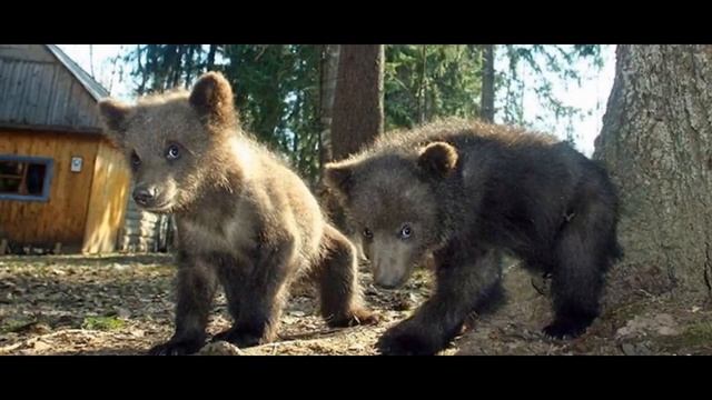 А вы знаете ПОЛНУЮ версию "Мишка косолапый'' ? смотреть онлайн