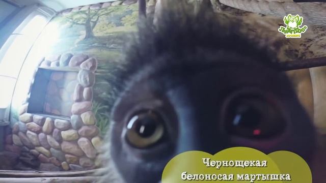 Зоопарк "Лимпопо": жизнь изнутри смотреть онлайн