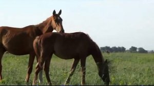 ПАРА ГНЕДЫХ - А. ВЕРТИНСКОМУ ПОСВЯЩАЮ!