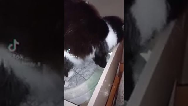 Котик месит место перед сном )))