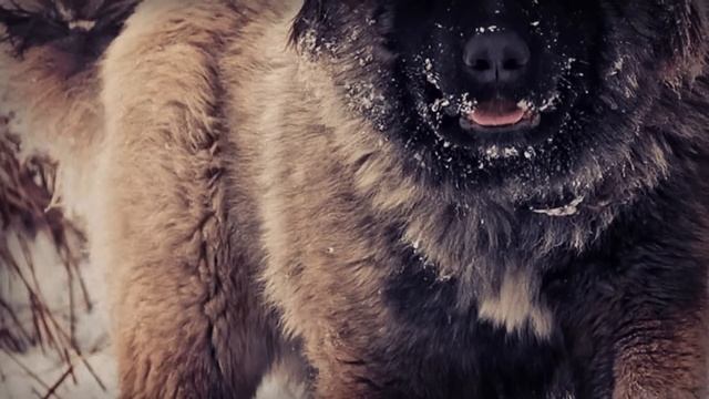 6 Dogs That Could Defeat A Kangal смотреть онлайн