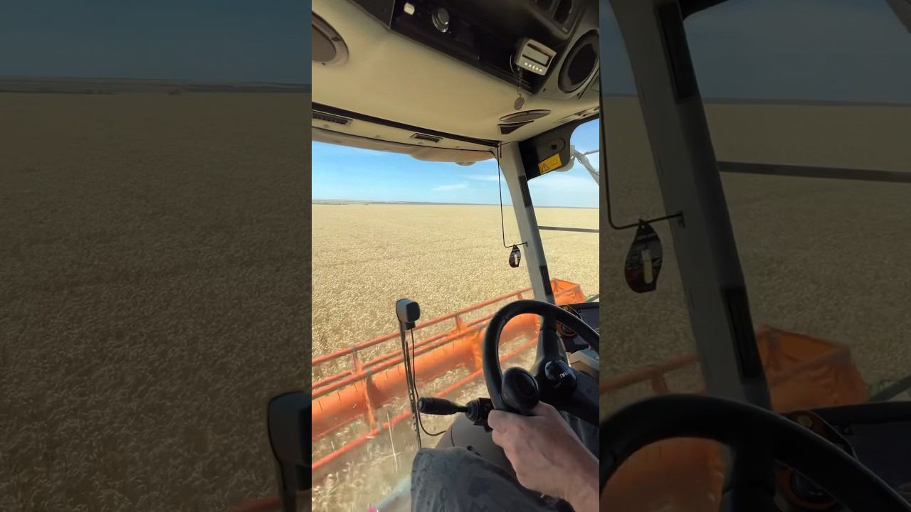 Комбайнеры Волгоградской области убирают озимую пшеницу смотреть онлайн