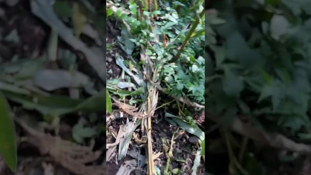 LA MILPA cortando unos elotes para preparar un rico atol смотреть онлайн