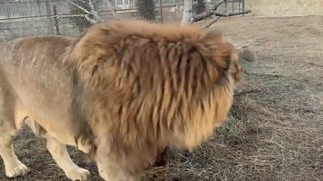 Лола УМНЕЙШАЯ ЛЬВИЦА !!! Обхохочешся , ЛЬВИЦА СТЕЛИТ ПОСТЕЛЬ !!! смотреть онлайн