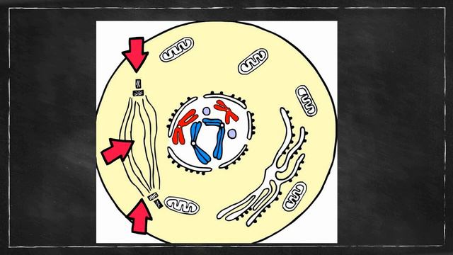 What happens in prophase? смотреть онлайн