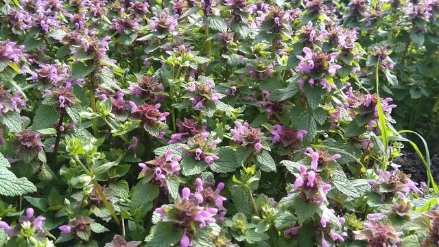 Bees and Lamium purpureum смотреть онлайн