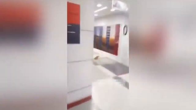 Смешные животные. Выпуск #2 Новая подборка 2020. Угарное видео.