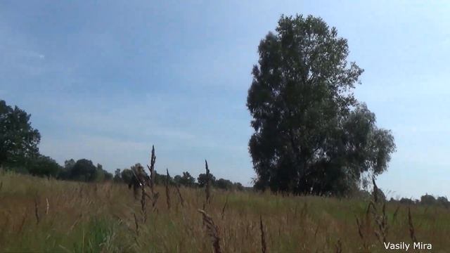 Охота с подхода на самца косули, Беларусь смотреть онлайн