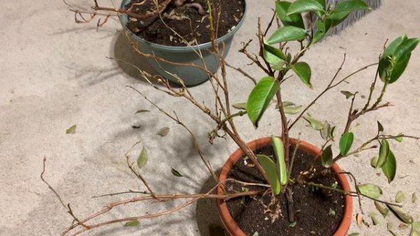 # 1. Дипладения зимой/ Diplomatic winter.