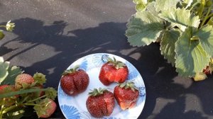 Мармолада Онибор 2021г. - клубника, плодоношение в Ягодном Подворье