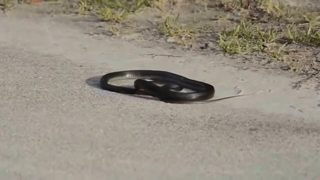 Змейку колбасит!!!