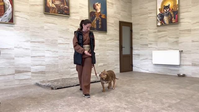 Леди в клинике…Занятие с Викторией хендлер…Вечерняя прогулка с питомцами…#питбульграф смотреть онлайн