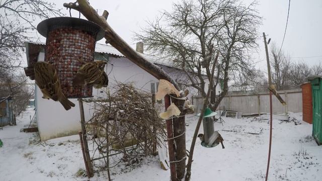 Много птиц 4К СалоЗимаДенисово 19 смотреть онлайн