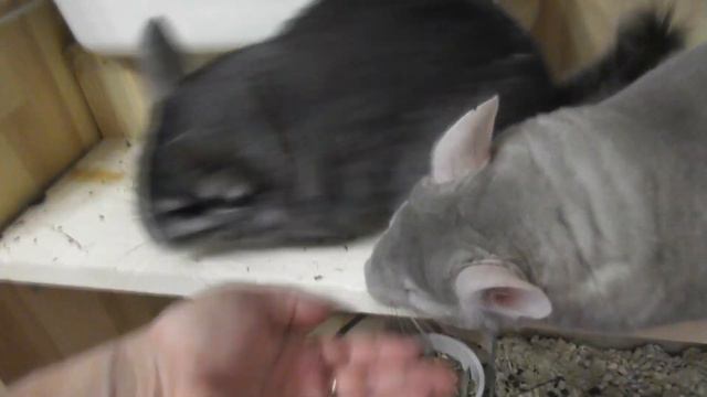 ЖАДИНА ШУШУНДРЯТИНА /ШУША ИСПРАВИЛАСЬ смотреть онлайн