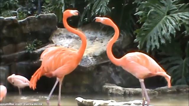 Алена Свиридова "Розовый фламинго" смотреть онлайн