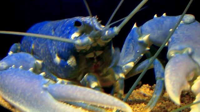 Rare blue lobster (омар ıstakoz langosta homard). смотреть онлайн