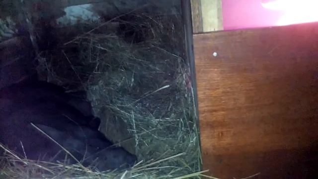 Опорос вьетнамской свиньи смотреть онлайн