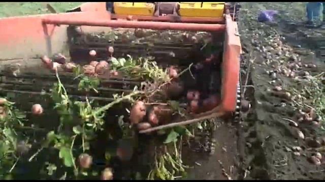 Сорт Эволюшн из Свердловской области смотреть онлайн