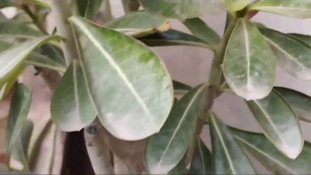 Adenium Unveiled: A Journey into the Enchanting World of Buds and Seed Pods Development смотреть онлайн