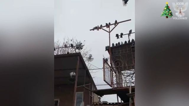 Николаевские голуби Лысенко Виктора 2020 смотреть онлайн