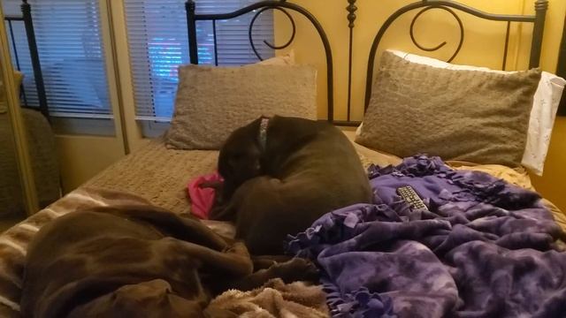 Java loves Zoe so much, she drug this sleeping bag everywhere with her. смотреть онлайн